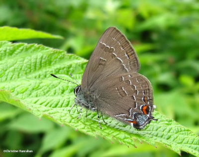 Banded hairstreak (Satyrium calanus)