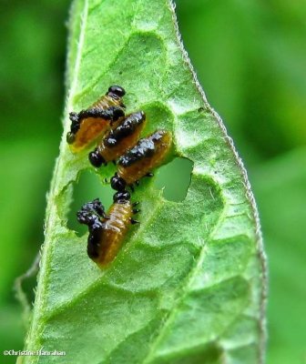 Three-lined potato beetle (Lema daturaphila) larvae