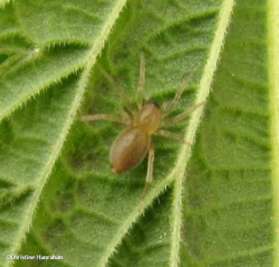 Sac spider (Clubionidae)
