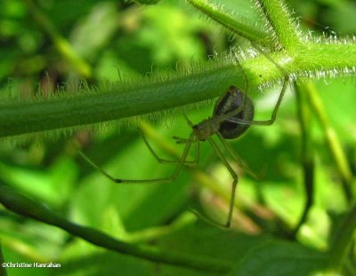 Cobweb Spider (Theridiidae)