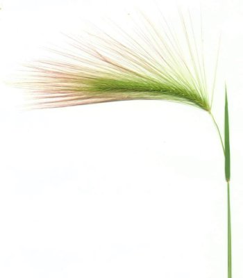 Fox-tail barley (Hordeum jubatum)