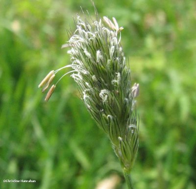 Meadow foxtail (Alopecurus pratensis)