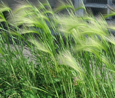 Fox-tail barley (Hordeum jubatum)