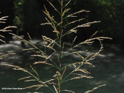 Great manna grass (Glyceria maxima)