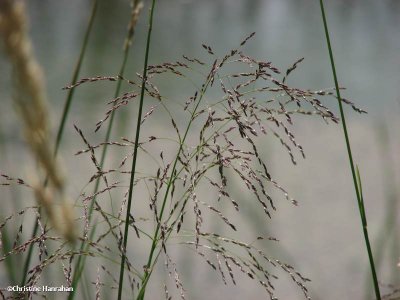 Great manna grass (Glyceria maxima)