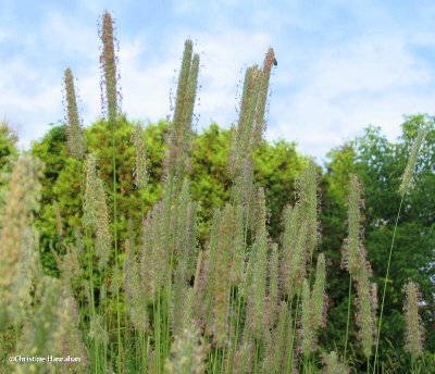 Timothy grass (Phleum pratense)