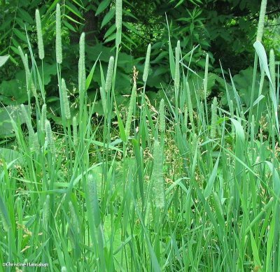 Timothy grass (Phleum pratense)