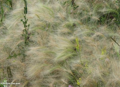 Fox-tail barley (Hordeum jubatum)