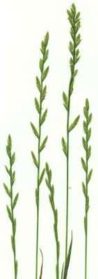 Perennial rye grass (Lolium perenne)