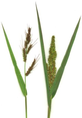 Barnyard grass (Echinochloa crusgalli)