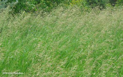 Smooth brome (Bromus inermis)