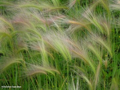 Fox-tail barley (Hordeum jubatum)