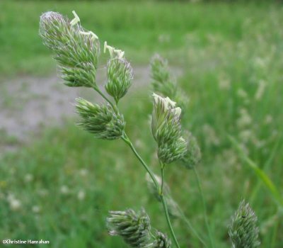 Orchard grass (Dactylis glomerata)