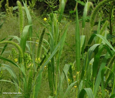 Yellow foxtail  (Setaria pumila)