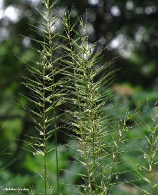 Bottlebrush grass (Elymus hystrix)