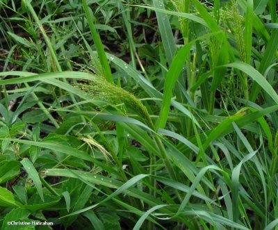 Panic grass (Panicum capillare)