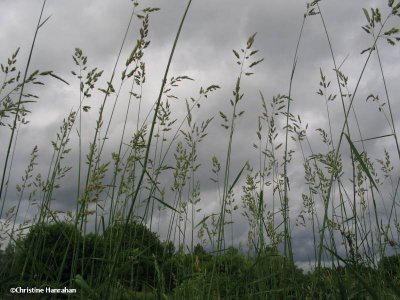 Reed canary grass (Phalaris arundinacea)