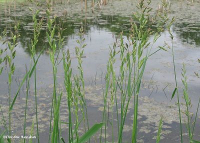 Reed canary grass (Phalaris arundinacea)