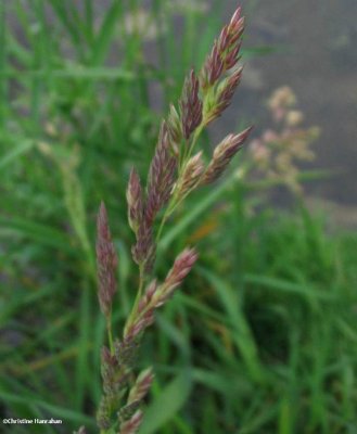 Reed canary grass (Phalaris arundinacea)