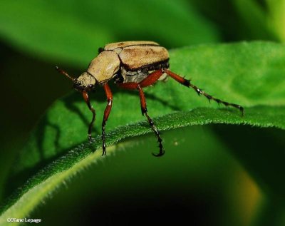 Rose chafer beetle (Macrodactylus subspinosus) 