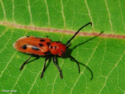 Red milkweed beetle (Tetraopes tetrophthalmus)