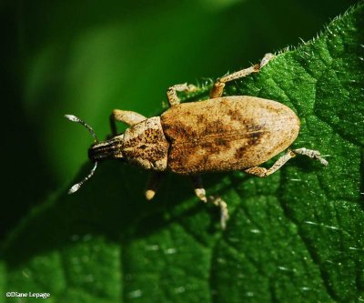 Large thistle weevil (Cleonis piger)