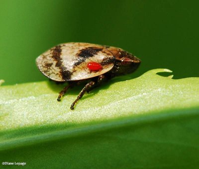 Spittlebug (Lepyronia coleoptrata)