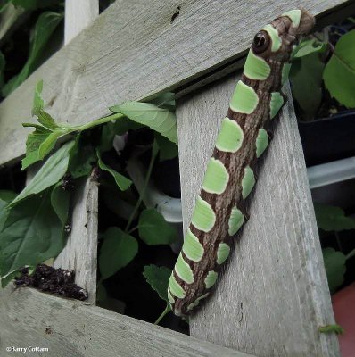 Abbot's sphinx moth caterpillar (Sphecodina abbottii), 7870