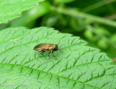 Buprestid beetle 
