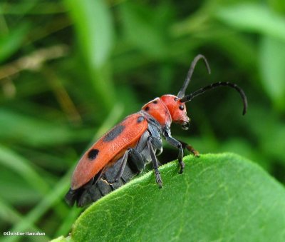 Red milkweed beetle (Tetraopes tetrophthalmus)
