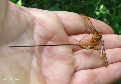 Giant ichneumonid wasp (Megarhyssa macrurus), female