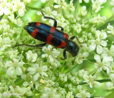 Checkered beetles (Trichodes nuttalli)