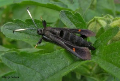 Virginia creeper clearwing moth (Albuna fraxini), #2532