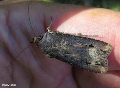 Ipsilon Dart moth (Agrotis ipsilon), #10663