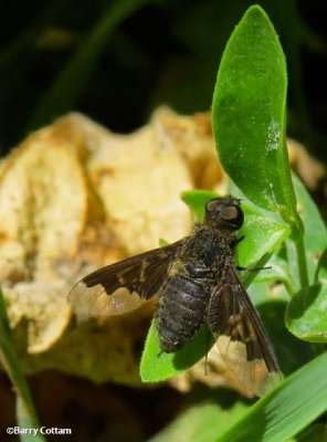 Bee fly (Hemipenthes  webberi)
