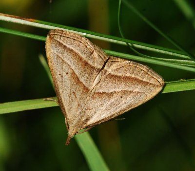 Slant-lined Owlet Moth  (Macrochilo absorptalis),  #8357