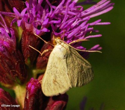 Carrot Seed moth (Sitochroa palealis), #4986.1