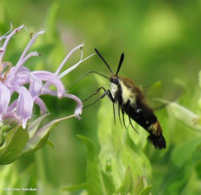 Snowberry Clearwing moth  (Hemaris diffinis) on monarda