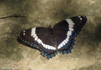 White admiral (Limenitis arthemis)