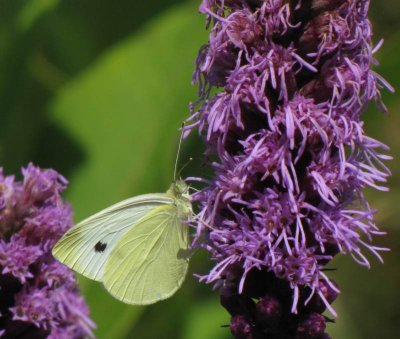 Cabbage white (<em>Pieeris rapae</em>) on Liatris