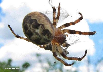 Furrow spider (Larinioides sp.)