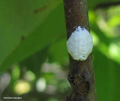 Treehopper (Enchenopa) eggs
