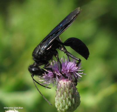 Great black digger (Sphex pensylvanicus)