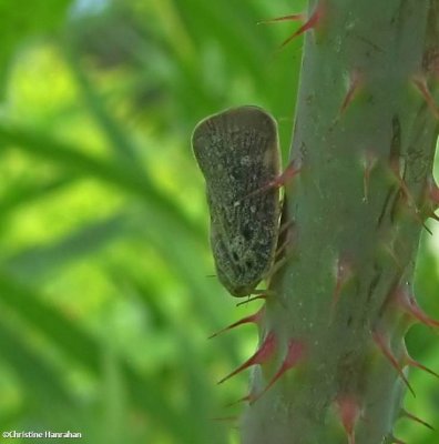 Planthopper (Metcalfa pruinosa)
