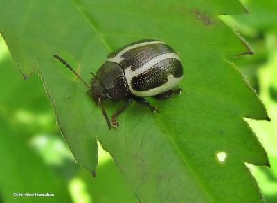 Ragweed beetle (<em>Zygogramma suturalis</em>)
