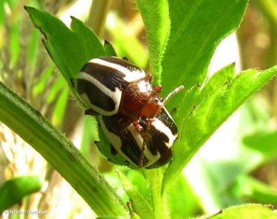 Ragweed beetles (<em>Zygogramma suturalis</em>)
