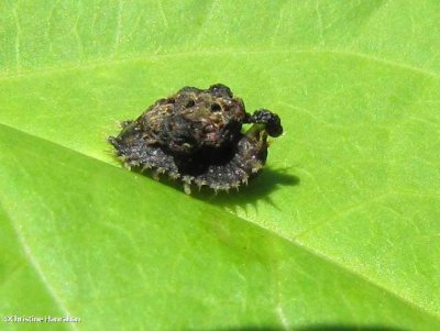 Tortoise beetle larva (Charidotella)