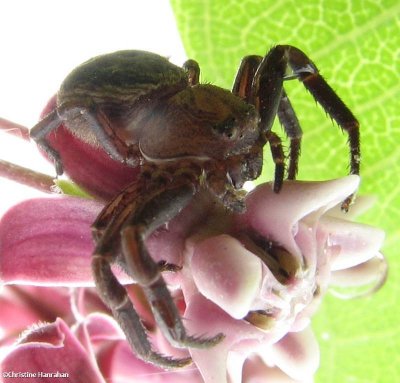 Ground crab spider (Xysticus sp. ), female