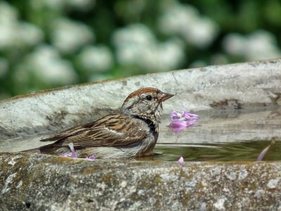 Chipping  sparrow