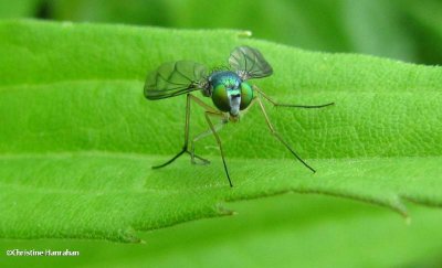 Long-legged Flies (Family: Dolichopodidae)